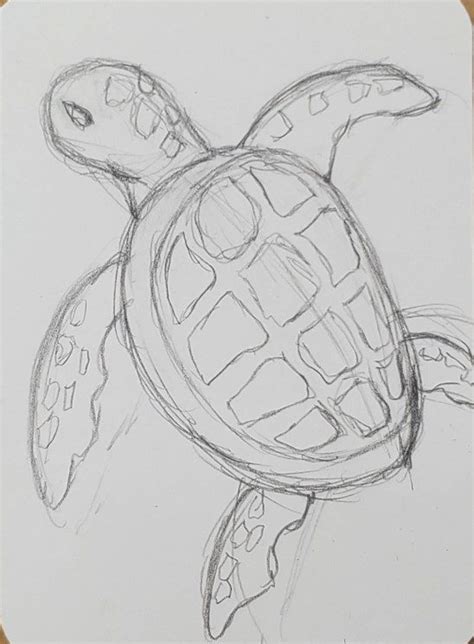 turtle images drawing|46,583 Turtle Drawing Images, Stock Photos, 3D objects,.